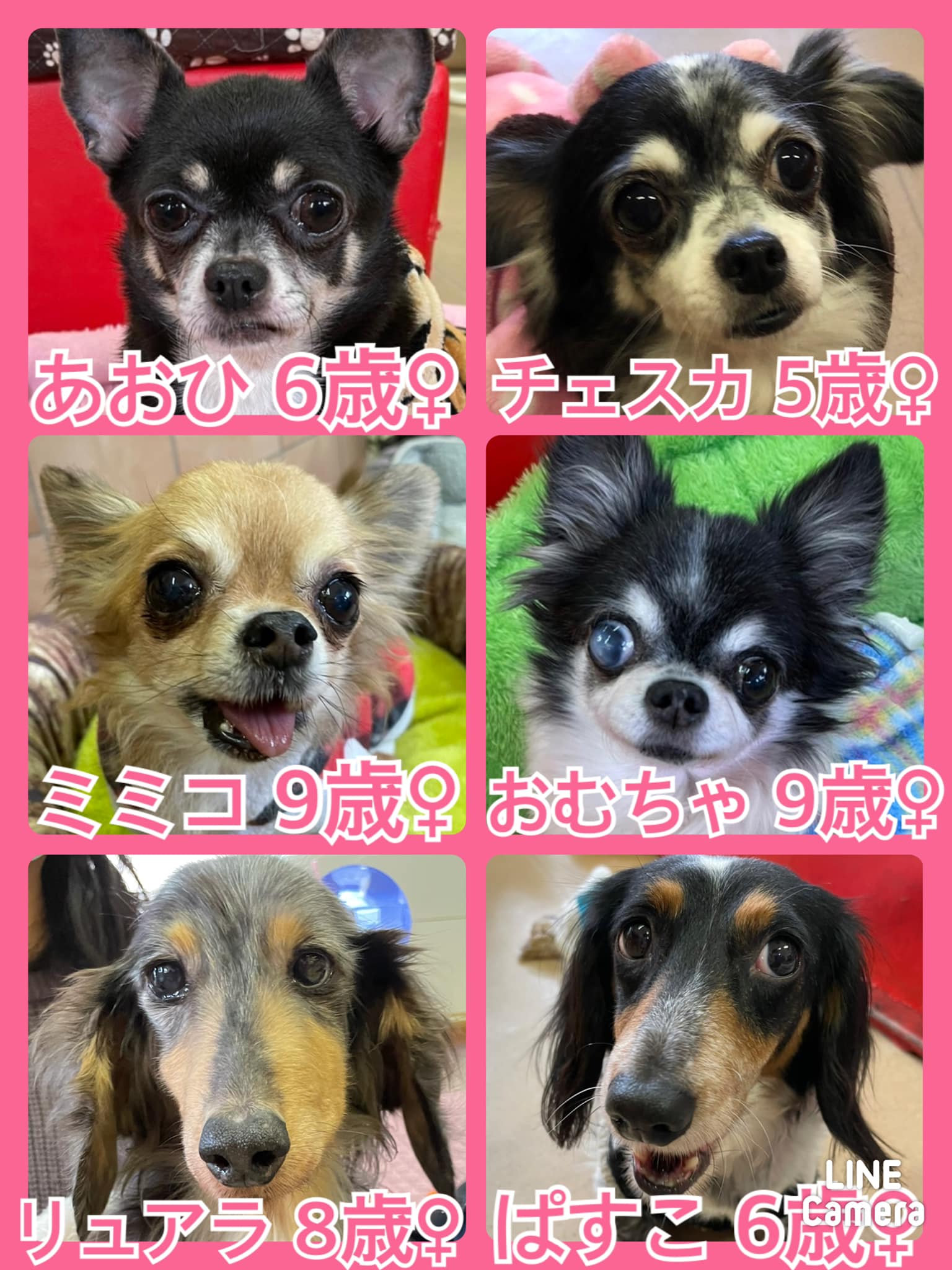 🐾今日の里親様募集中ワンコ🐶メンバーです🐾2022,2,1【保護犬カフェ天神橋店】